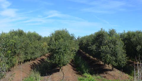 Die Olivenbäume im Laufe der Geschichte