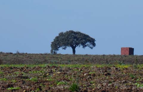 Die Westgoten in Portugal